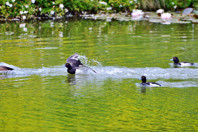 Water Bird, row pension, Duck, play, drop of water, reflection, action, vertebrate, day, mammal, animal themes, water, bird, focus on foreground, lake