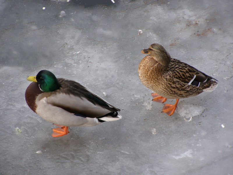 Ice, bill, water, day, two animals, female animal, domestic, waterbird, duckling, outdoors, food, animal, cold temperature, Drake, feather, plumage, beak