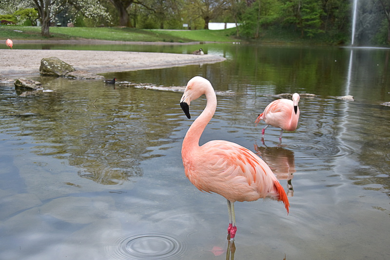 swans, lake constance, animal themes, animal, animals in the wild, freshwater bird, white bird, pink color, reflection, birds, waterfront, hunting, seevogel