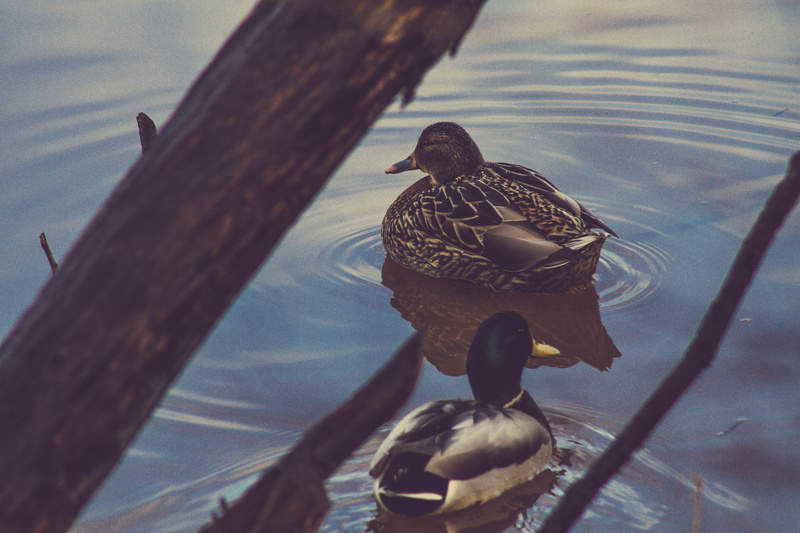 animals in the wild, water, woods, 5K, animal themes, ducks, duck, high angle view, swimming, poultry, bird, one animal, wood - material, animal, wild