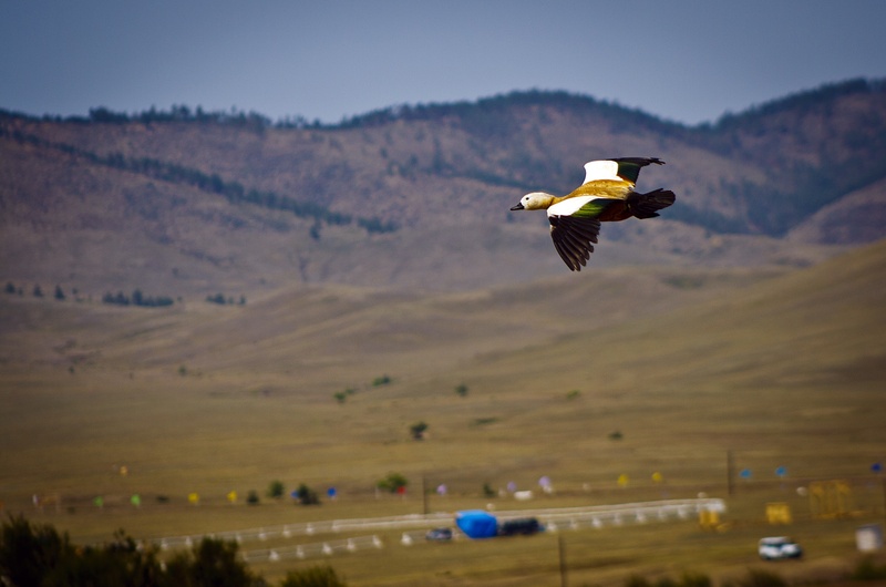 animal themes, mid-air, outdoors, sky, hunting, travel, animals in the wild, day, motion, environment, tourism, journey, russia, nature, mountain, landscape