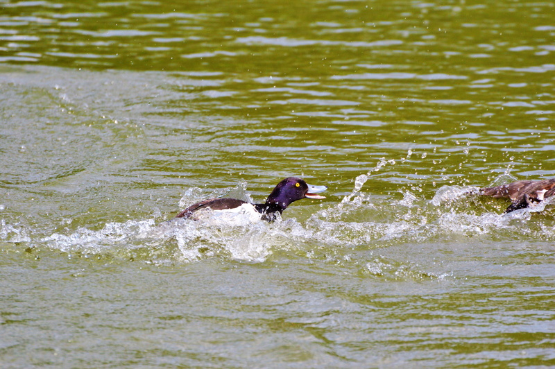 water, drip, fly, waterfront, drop of water, no people, splashing, row pension, motion, animal wildlife, 5K, hunting, animal themes, animal head, vertebrate