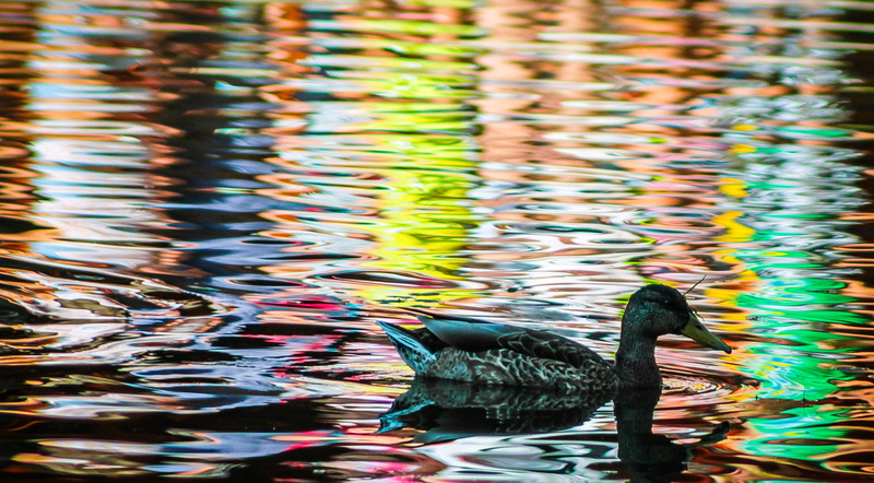 mallards, wild ducks, rippled, animal themes, állatportré, water, madárféle, texture, mood, swimming, animals in the wild, landscape, water bird, 2K, portrait
