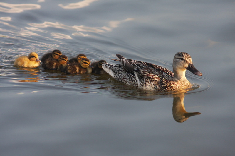 animals in the wild, day, wild, ducklings, animals hunting, 4K, photography, vertebrate, babies, duckling, lake, swimming, reflection, no people, group of animals