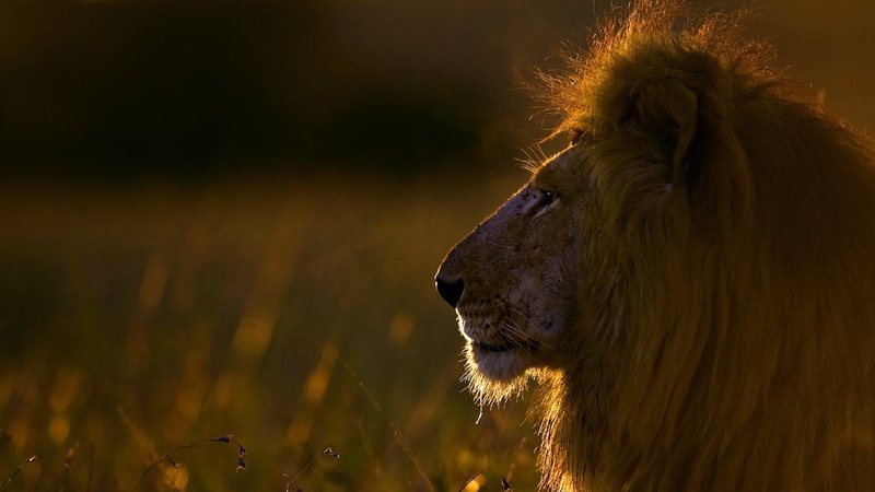 animal wildlife, big cat, sunlight, one animal, nature, cat, fauna, 1080P, animal body part, feline, grass, africa, safari, animal themes, lion - feline