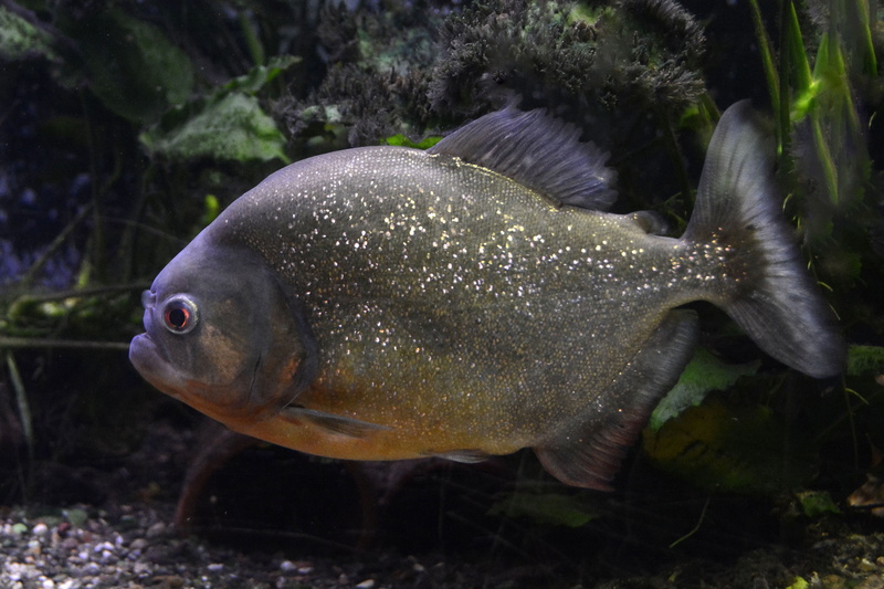 5K, near, animal, piranha, aquarium, tropical, plant, risk, animal themes, animal world, animal scale, exotic, sea, one animal, gray, animal wildlife