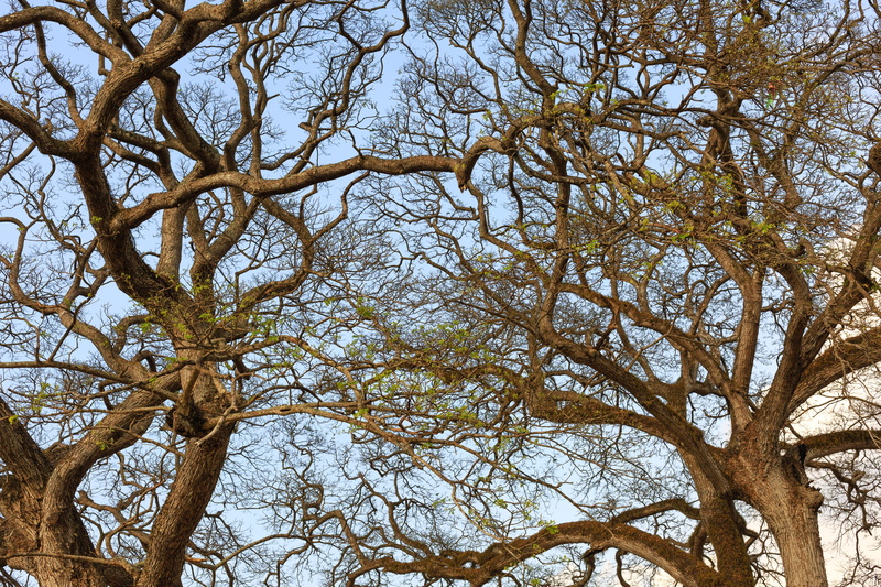 trunk, tree trunk, the dry tree, lonely, sky, plant, friends, khônggian, curve, link, schools, retro, beauty in nature, tree, thờigian, dream, day, branch