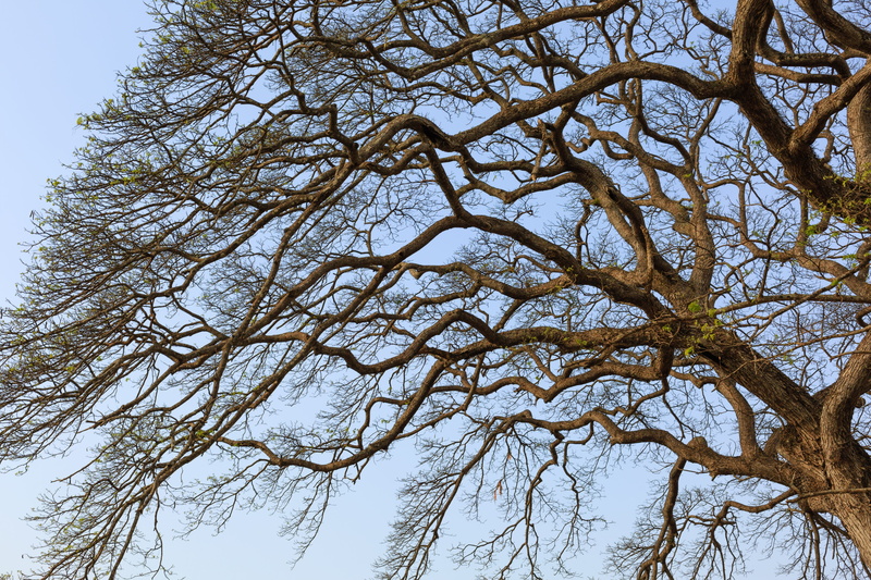 plant, schools, green, friends, outdoors, curve, forest, mùathu, hair, winter, the dry tree, knit into each other, link, time, sky, trunk, dry leaves, love