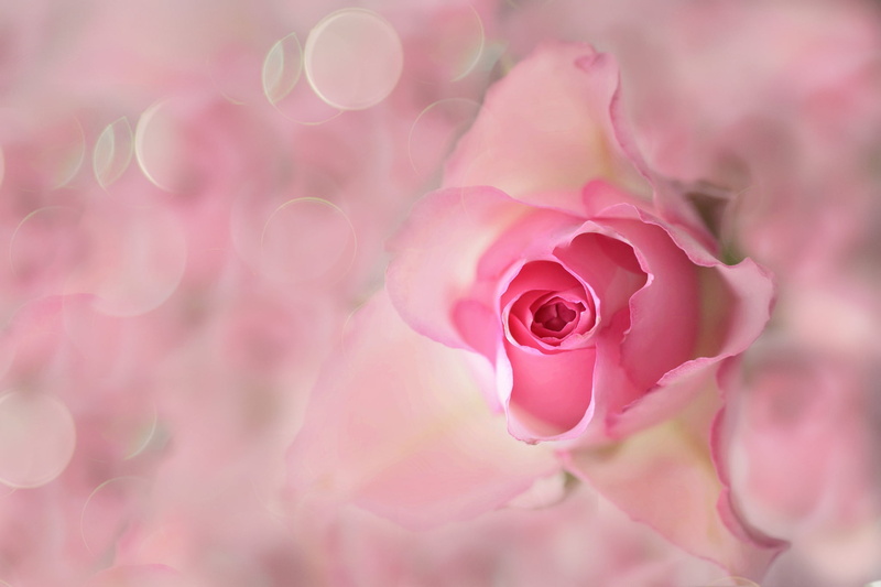plant, flowering plant, Bud, flower arrangement, rose - flower, petals, springtime, pink, nature, 1080P, backgrounds, petal, pink color, beauty in nature