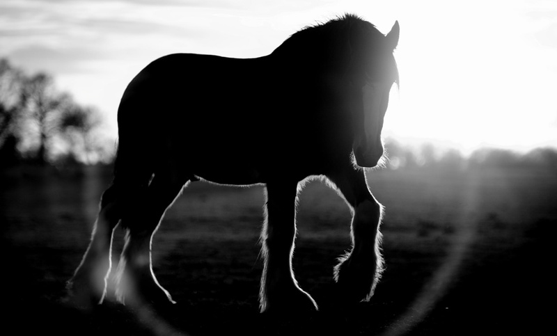 vertebrate, domestic, nature, lens, sky, pets, silhouette, Blik, grass, one animal, herbivorous, animal, field, animal wildlife, animal themes, domestic animals