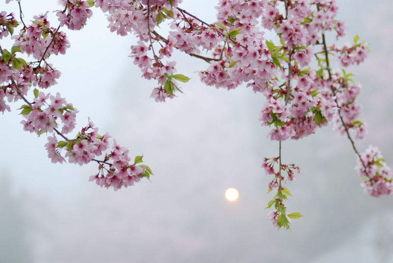 blossoms, flowering, the evening, 1080P, macro, Blik, flowers, pink, cherry, twigs, the sun, tree, Sakura