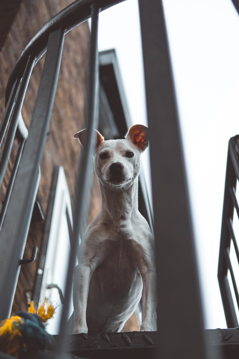 unsplash, dog, looking down, adult, puppy, 5K, pet, russel, animal Themes, doggy, friendship, indoors, purebred Dog, mixed-Breed Dog, building, outdoors
