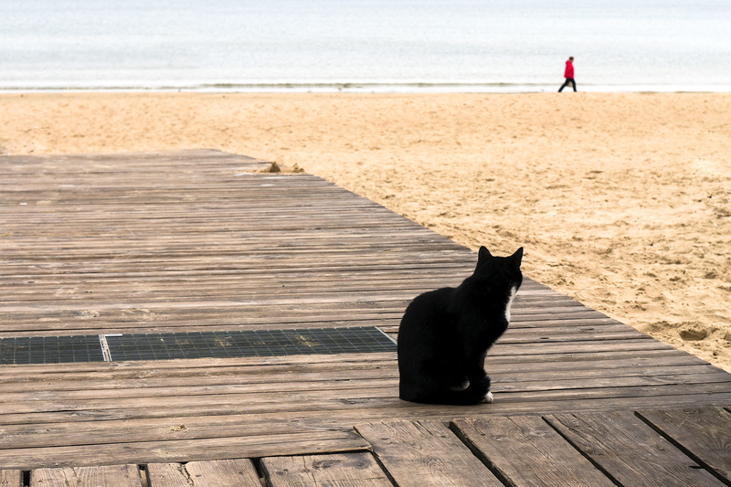 wood, red, jacket, shore, beach, goal, waves, focus, boardwalk, dog, white, outdoor, blue, kitten, master, missing, sea, land, standing, path, seaside