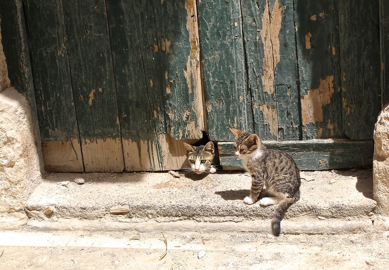 young cat, catch, built structure, sitting, kitten, outdoors, animal, hiding place, play, Cat, domestic, domestic cat, domestic animals, whisker, Play