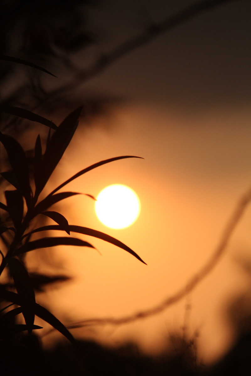 5K, evening, extreme, yellow, beauty in nature, outdoor, sun, mood, orange color, leaf, silhouette, tree, selective focus, nature, scenery, no people