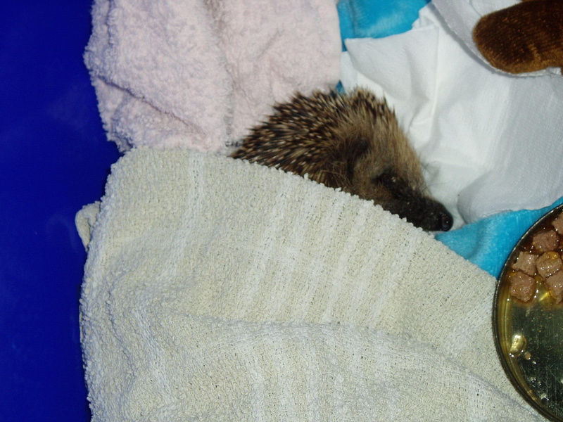 warmth, poorly, hope, 1080P, blanket, hedgehog, animals
