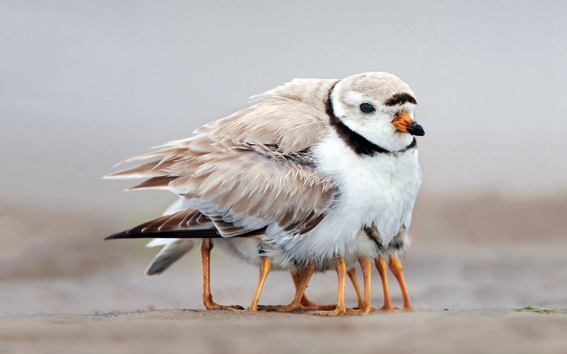 day, animal wildlife, perching, piping, profile view, looking, chicks, beak, one animal, outdoors, feather, 720P, plover, close-up, vertebrate, caring