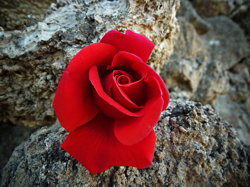garden, no people, rock, vulnerability, petals, positive emotion, flower head, freshness, red, nature, warmth, close-up, plants, petal, solid, valentines day - holiday