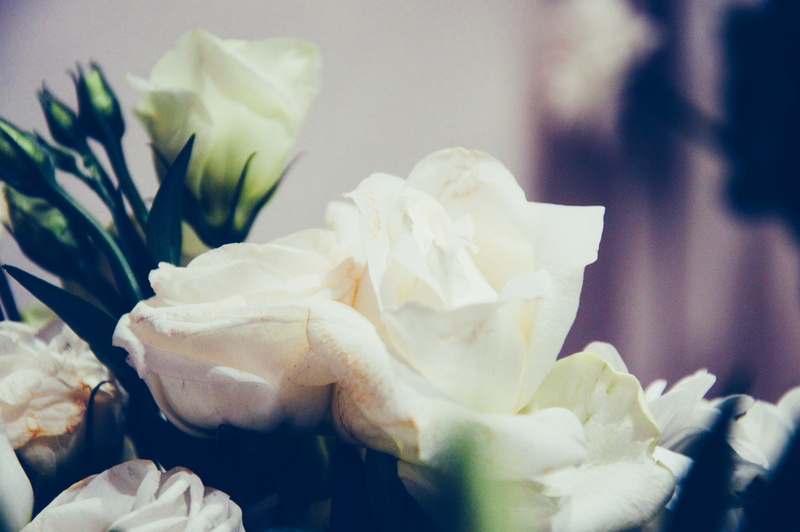 rose, petals, inflorescence, day, fragility, flora, freshness, 5K, focus on foreground, petal, roses, flower, close-up, bouquet, bloom, flowering plant
