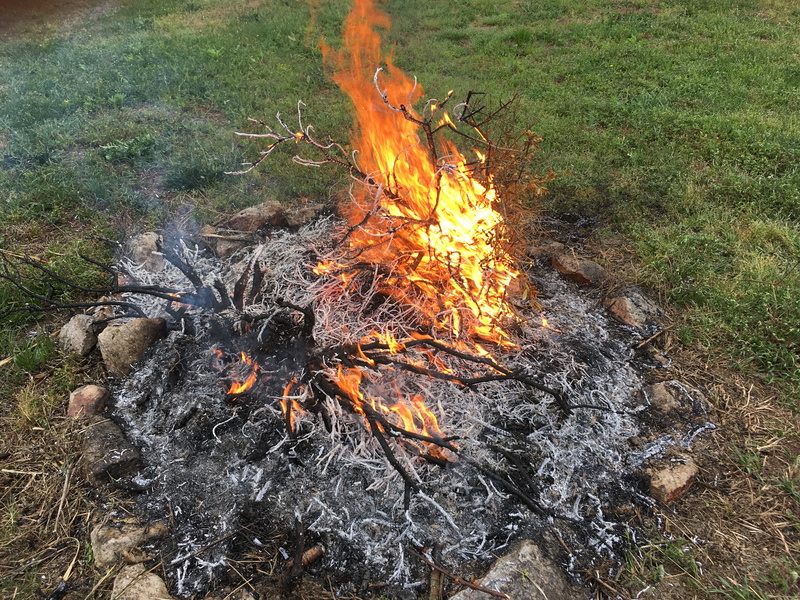 plant, glowing, ash, smolder, day, outdoors, burning, 4K, log, flame, land, nature, bonfire, burn, field, fire, no people, grass, fire - Natural Phenomenon
