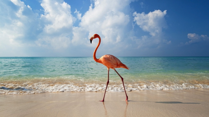 sea, sand, waves, turquoise, 1080P, orange, sunlight, birds, horizon, flamingos, animals, walking, beach