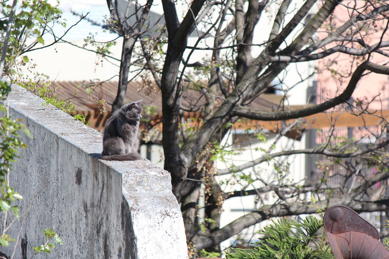 nature, roof, rooftop, 2K, wild, people, plant, focus on foreground, city, cat, pets, animal wildlife, feline, animals, branch, animals in the wild, day