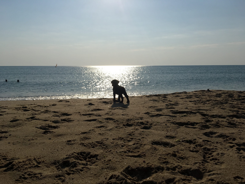 scenics - nature, silhouette, labrador, horizon, leisure activity, tranquility, beach, real people, dog, sun gazing, one person, puppy, sand, lifestyles