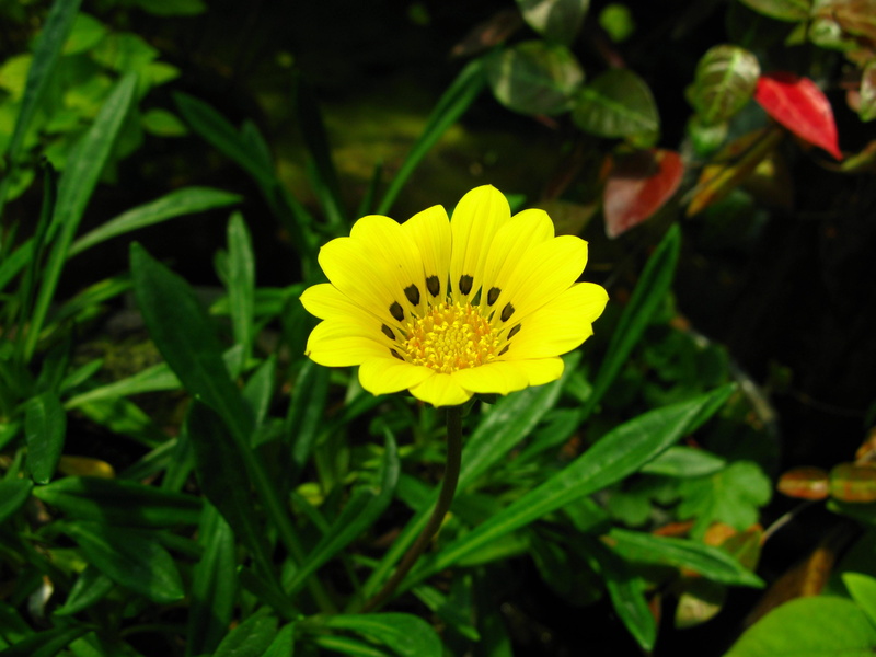 petal, growth, flowering, pollen, beauty in nature, close-up, flowers, freshness, yellow, beautiful, outdoors, inflorescence, garden, flower, gazania, flower head