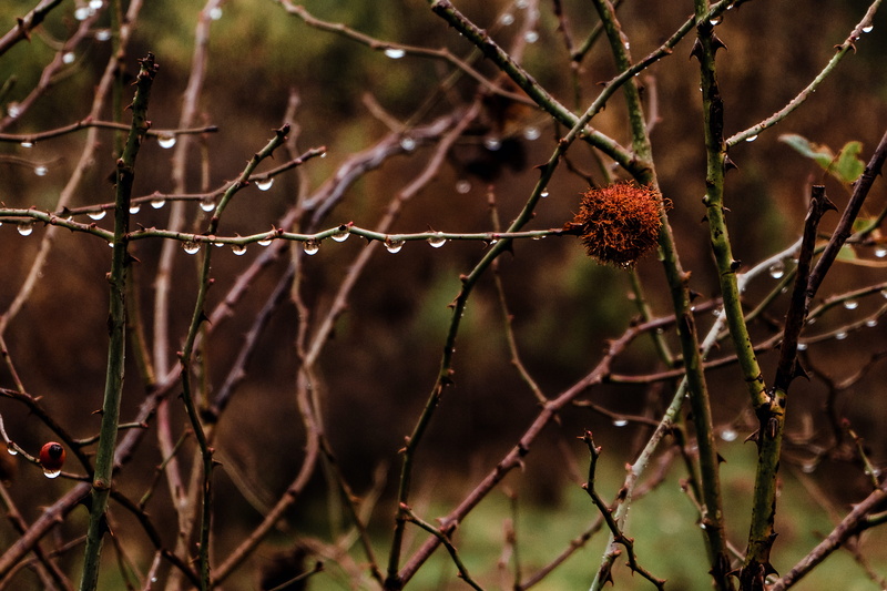 tree, misty grass, reservoir, branch, explorer, no people, rust, nature, leaf, brume, close-up, security, lawn, food, travel addict, sequestration, bush