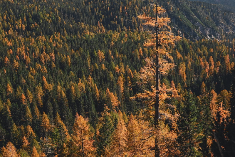 wooden, high angle view, color, non-urban scene, tree, green, golden, daytime, environment, mountain, tranquil scene, 4K, brown, no people, landscape