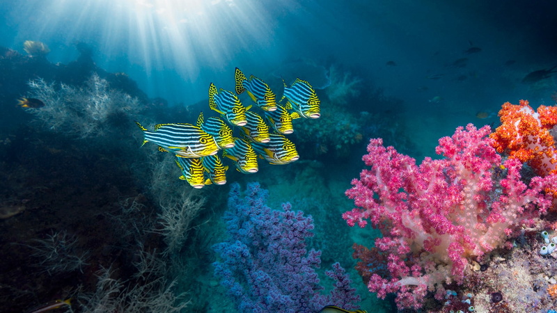 1080P, Oriental Sweetlips, coral reef, fish, Indonesia, underwater, coral, nature, Ambon, sun rays