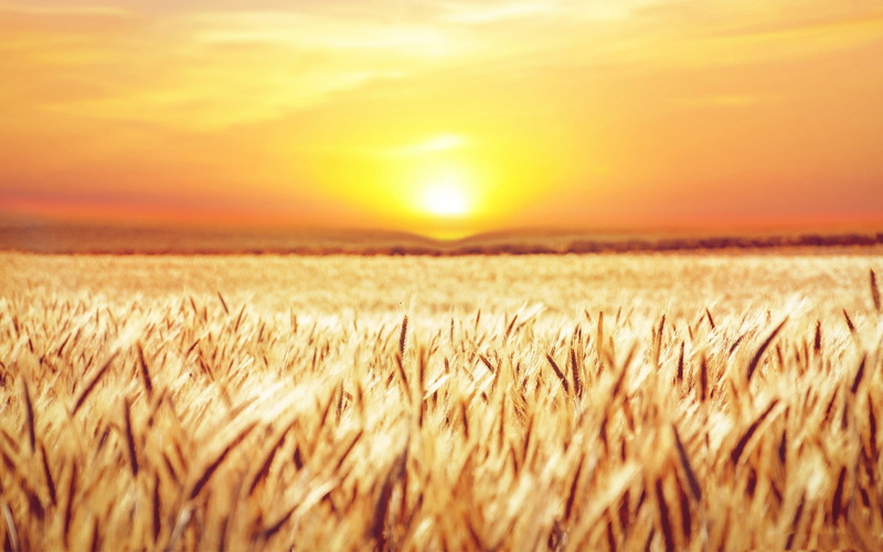 Sunrise, Wheat, 2K, Earth, Field, Summer