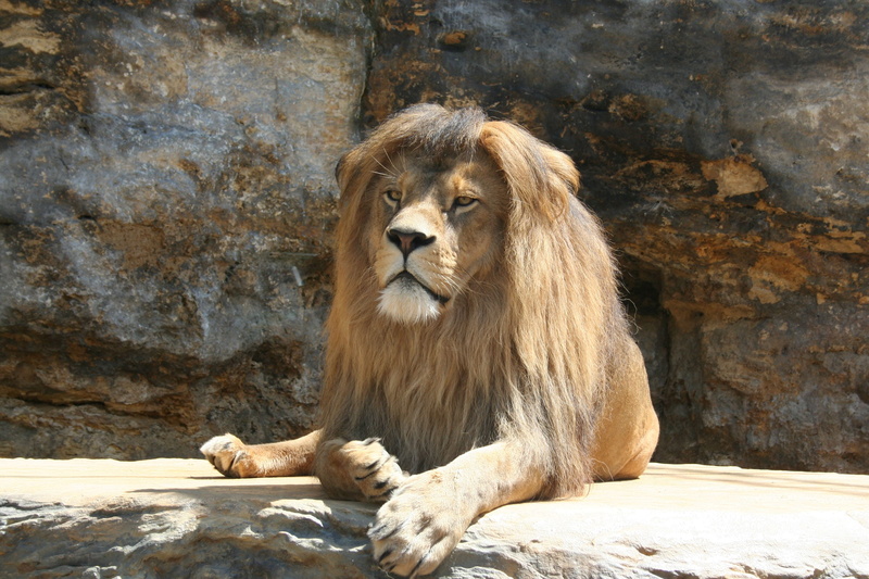zoo, animal themes, lion - feline, one animal, animal wildlife, lion, mammal, zoological garden, looking, rock - object, vertebrate, rock, king of the jungle