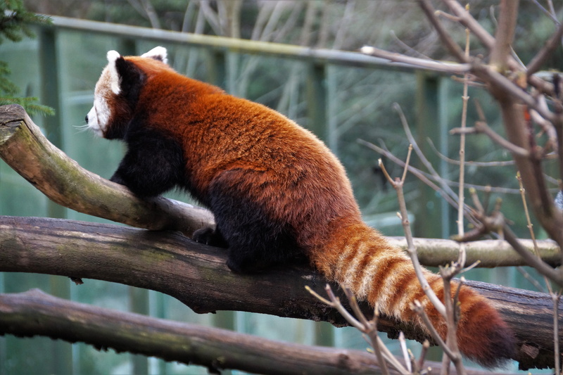 5K, plant, animals in captivity, the zoological garden, animal wildlife, red panda, relaxation, fur, no people, captivity, nature, one animal, animal themes