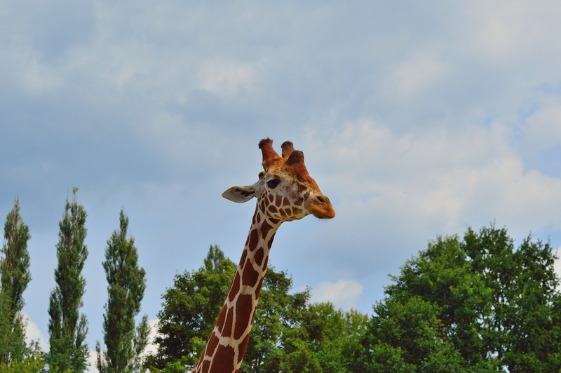 animal themes, herbivorous, africa, nature, no people, plant, vertebrate, animal neck, animal wildlife, day, animal head, outdoors, tree, zoo, animals
