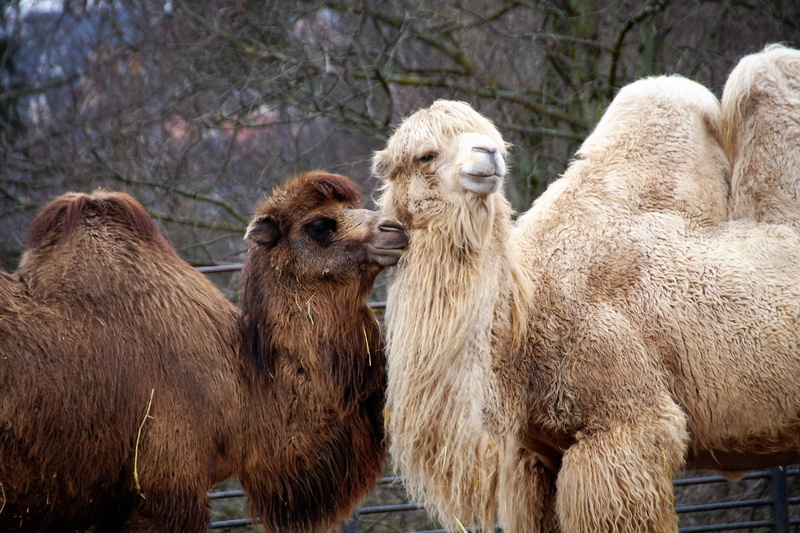 camel, vertebrate, animal, love, 5K, drabař, herbivorous, group of animals, sahara, two animals, hump, arabic, plant, the ship of the desert, livestock