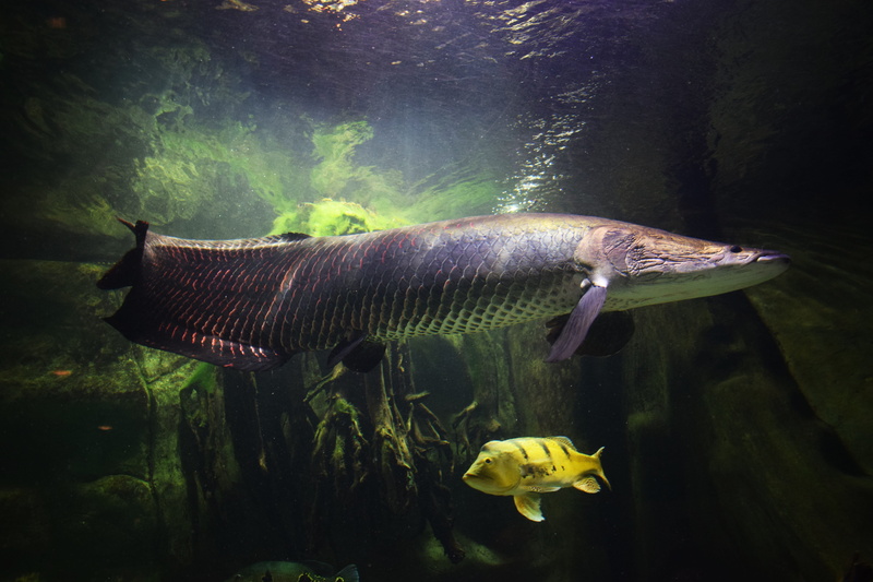 predator, animal themes, the red sea, undersea, reef, 5K, aquarium, animals in captivity, african, animal, saltwater aquarium, animals, water, sea, ocean