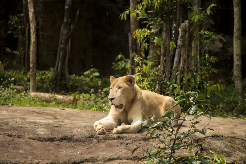 nature, lie, vertebrate, land, big cat, domestic animals, lioness, no people, plant, feline, one animal, resting, wilderness, forest, tree, zoological garden