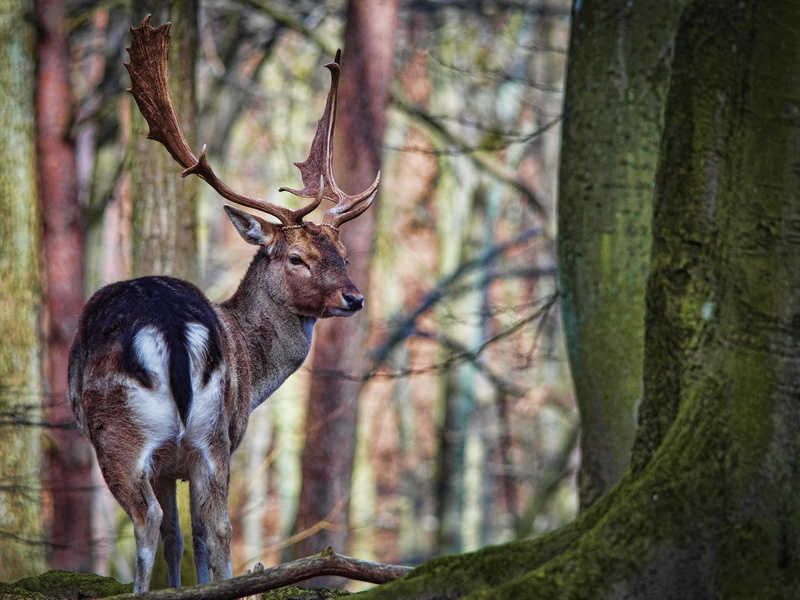 herbivorous, fauna, cervidae, animal wildlife, zoological garden, animal, one animal, zoo, vertebrate, deer, trunk, tree trunk, outdoors, forest, ungulates