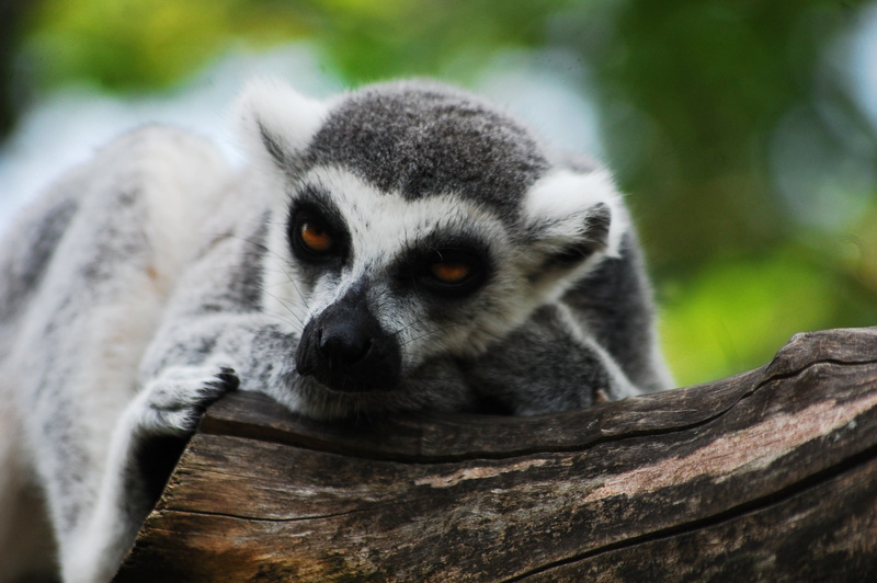 lemur, sitting, tree trunk, animal head, nature, focus on foreground, 2K, plant, day, sleeps, vertebrate, laziness, animals in the wild, mammal, animal eye