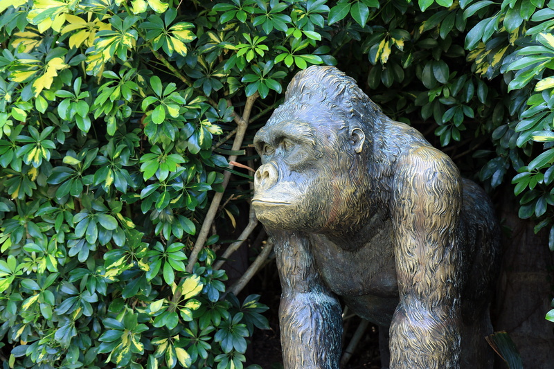 leaf, zoological garden, Animal, no people, green color, Monkey, tenerife, plant part, outdoors, Zoo, art and craft, animal themes, vertebrate, Gorilla