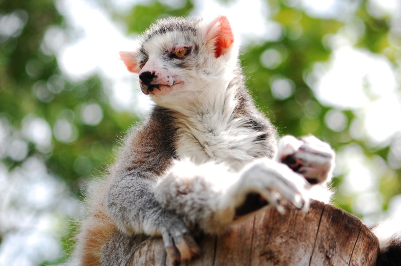 wild animal, looking, animals in the wild, no people, sitting, low angle view, vertebrate, nature, primate, tree, one animal, mouth open, lemur, day, zoological garden