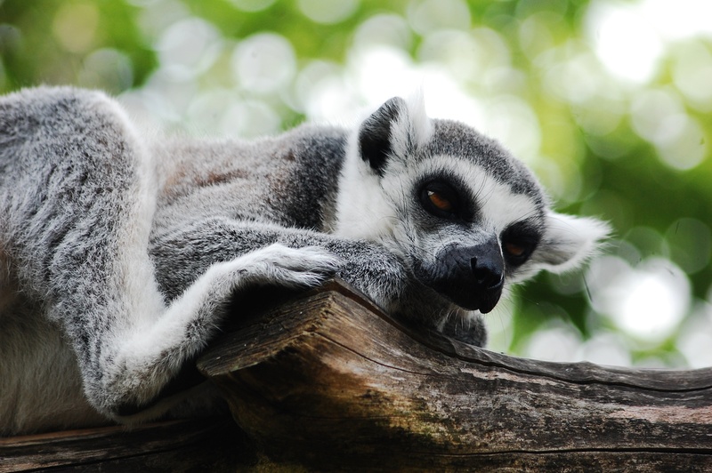 mammal, one animal, sitting, lemur, focus on foreground, resting, nature, plant, animal, sleeps, zoological garden, relaxation, wild animal, tree, animal themes