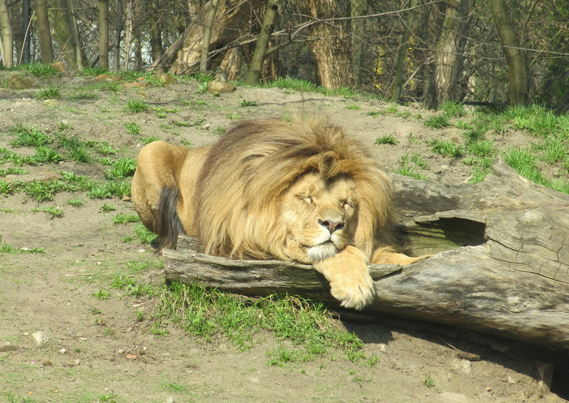 lion - Feline, fauna, animals In The Wild, carnivore, vertebrate, relaxation, zoo, mammal, large, wild animals, safari Animals, day, 2K, animal, no people