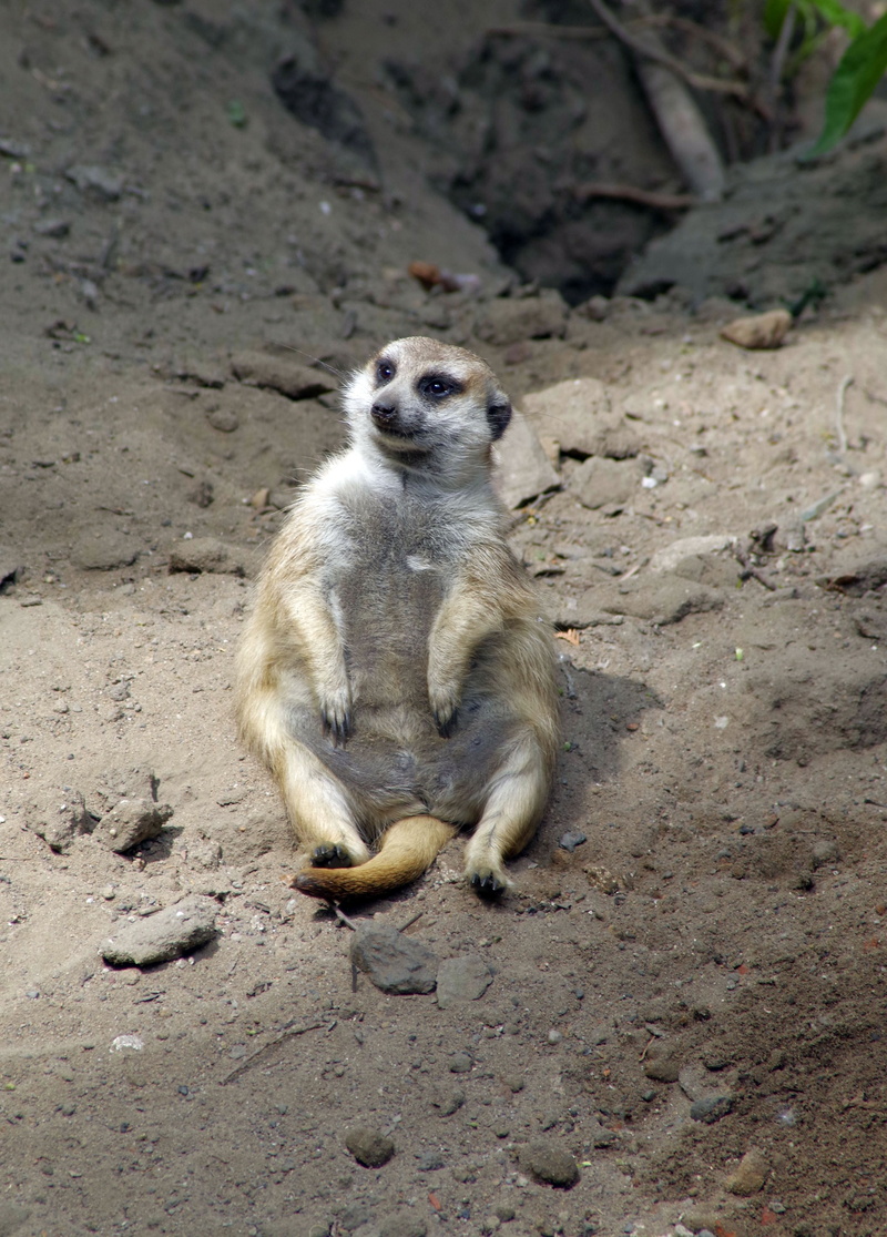 sitting, vertebrate, zoology, day, funny, 4K, zoo, surykatka, full length, land, nature, meerkat, rodent, animal wildlife, one animal, mammal, pet, fun