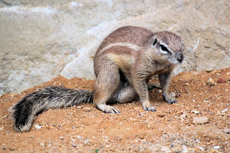 animals in the wild, 5K, zoo, rock, a squirrel called cape, safari, focus on foreground, nature, full length, natural, the squirrel, land, rodent, african