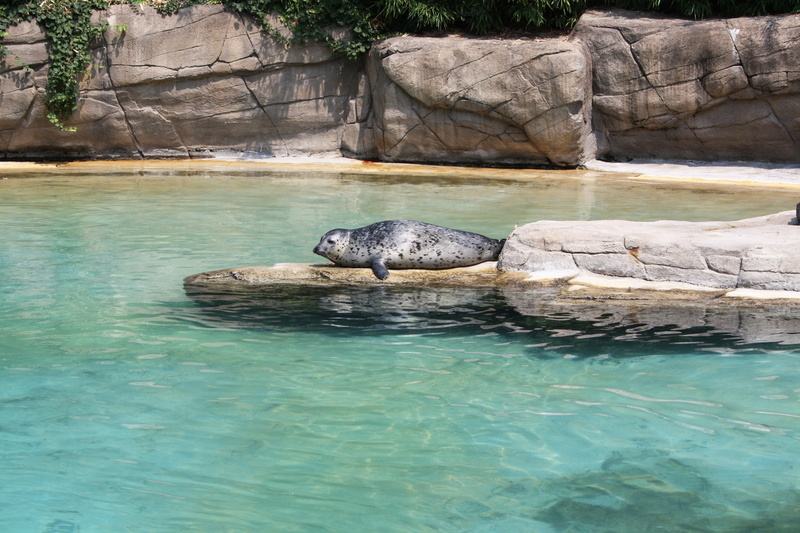 solid, rock, animal world, water, animal, reptile, zoological gardens, one animal, animals, nature, turquoise colored, phocas, park, 4K, day, natural park