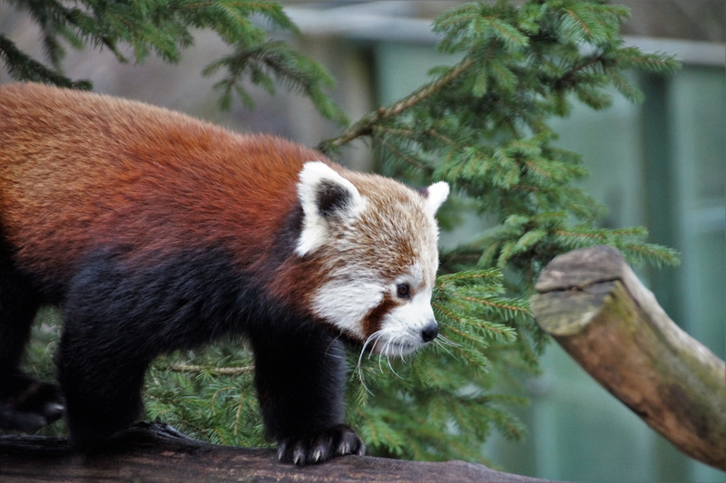 day, looking, bamboo - plant, vertebrate, profile view, plant, mammal, no people, animal themes, one animal, fur, animals in the wild, dense, the zoological garden