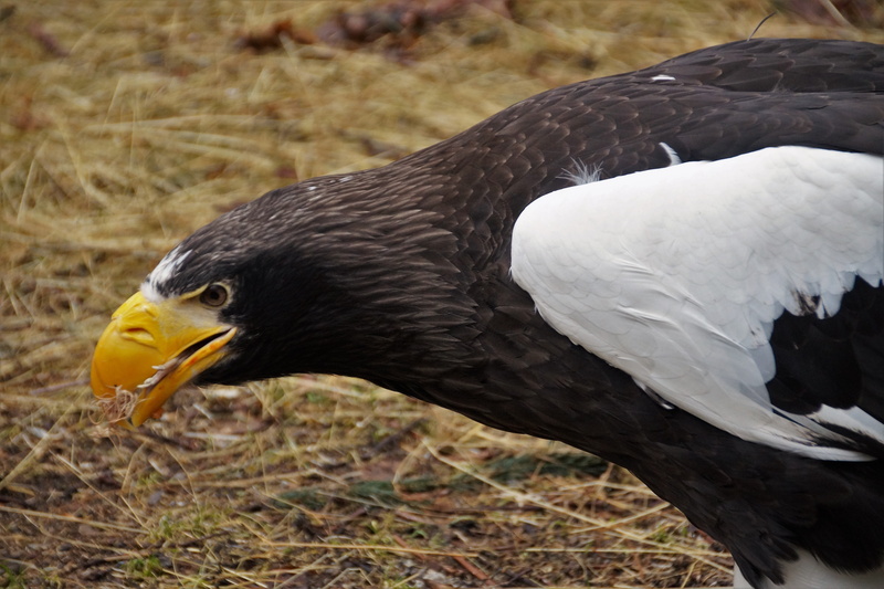 feather, animal, side view, eating, nature, vertebrate, predator, bird of prey, carnivores, zoo, animal head, eagle - bird, the zoological garden, eagle
