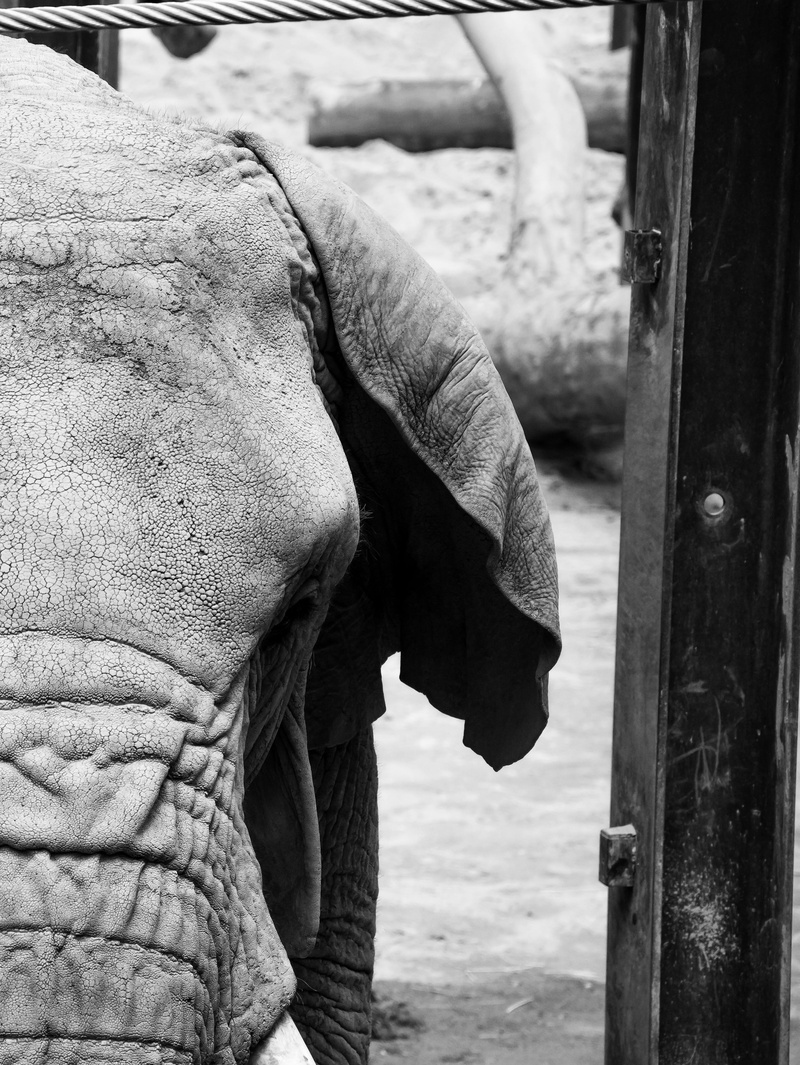 animal, holiday, livestock, day, fauna, park, wild, ivory, animals in the wild, barcelona, mammal, savannah, elegant, ecological, front, head, first floor